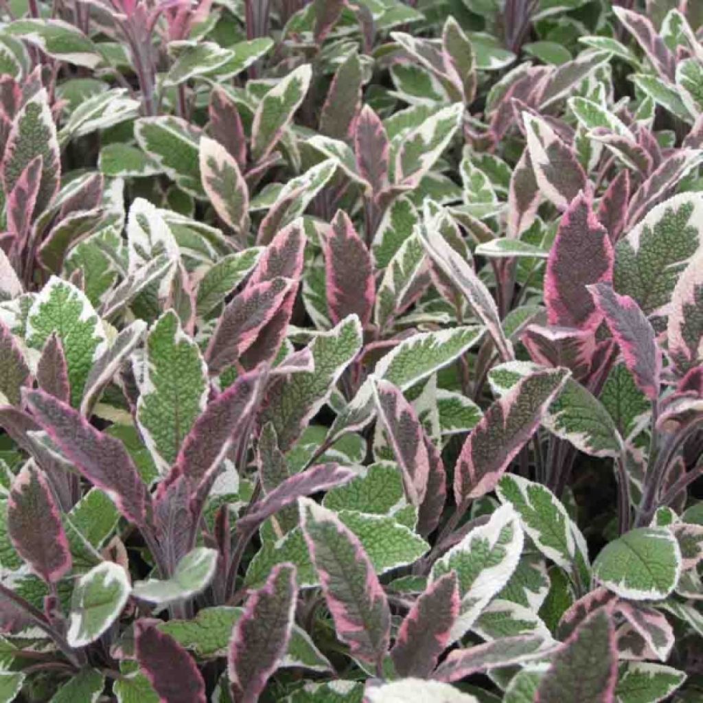 Salvia officinalis Tricolor