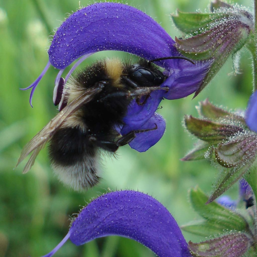 Salvia pratensis - Meadow Sage
