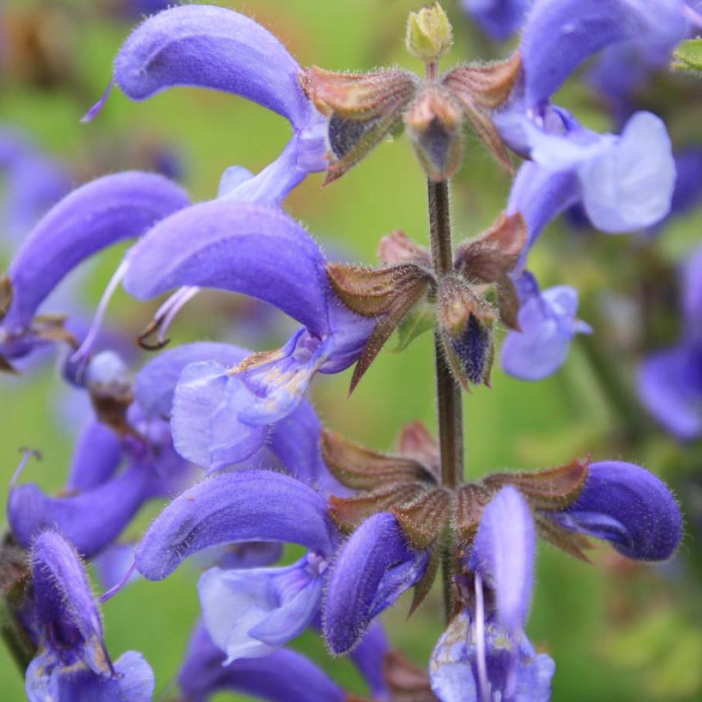 Salvia pratensis - Meadow Sage