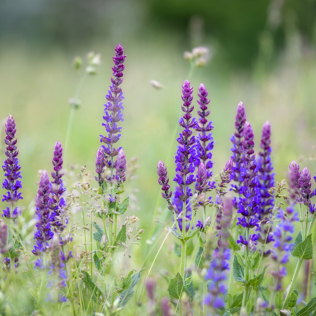 Salvia pratensis Lyrical Blues - Meadow Sage