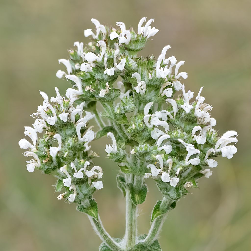 Salvia aethiopis - African sage