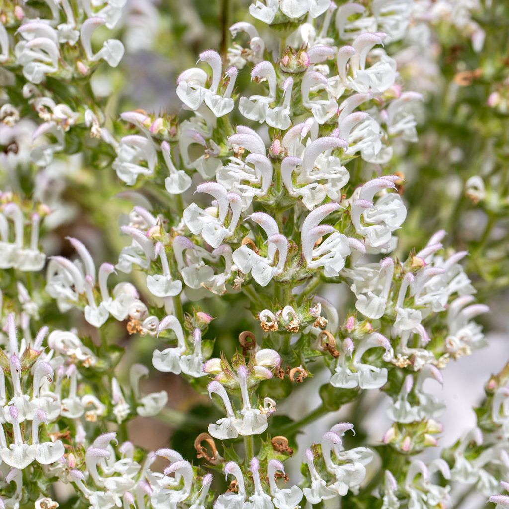 Salvia aethiopis - African sage