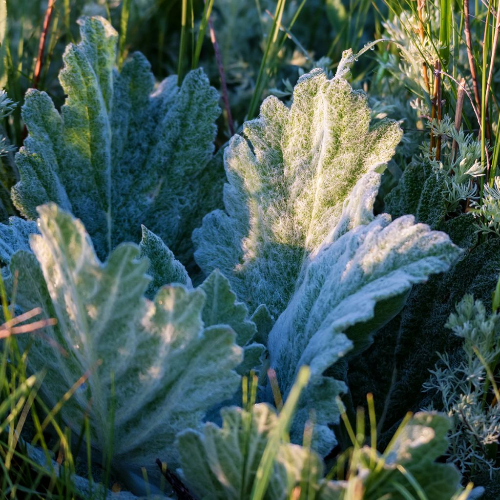 Salvia aethiopis - African sage