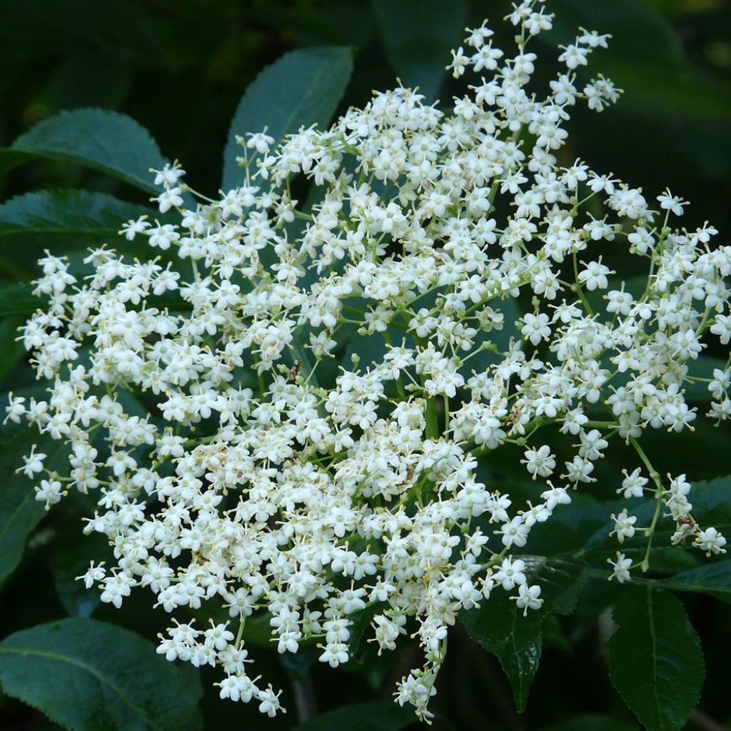 Sambucus nigra - Black Elder