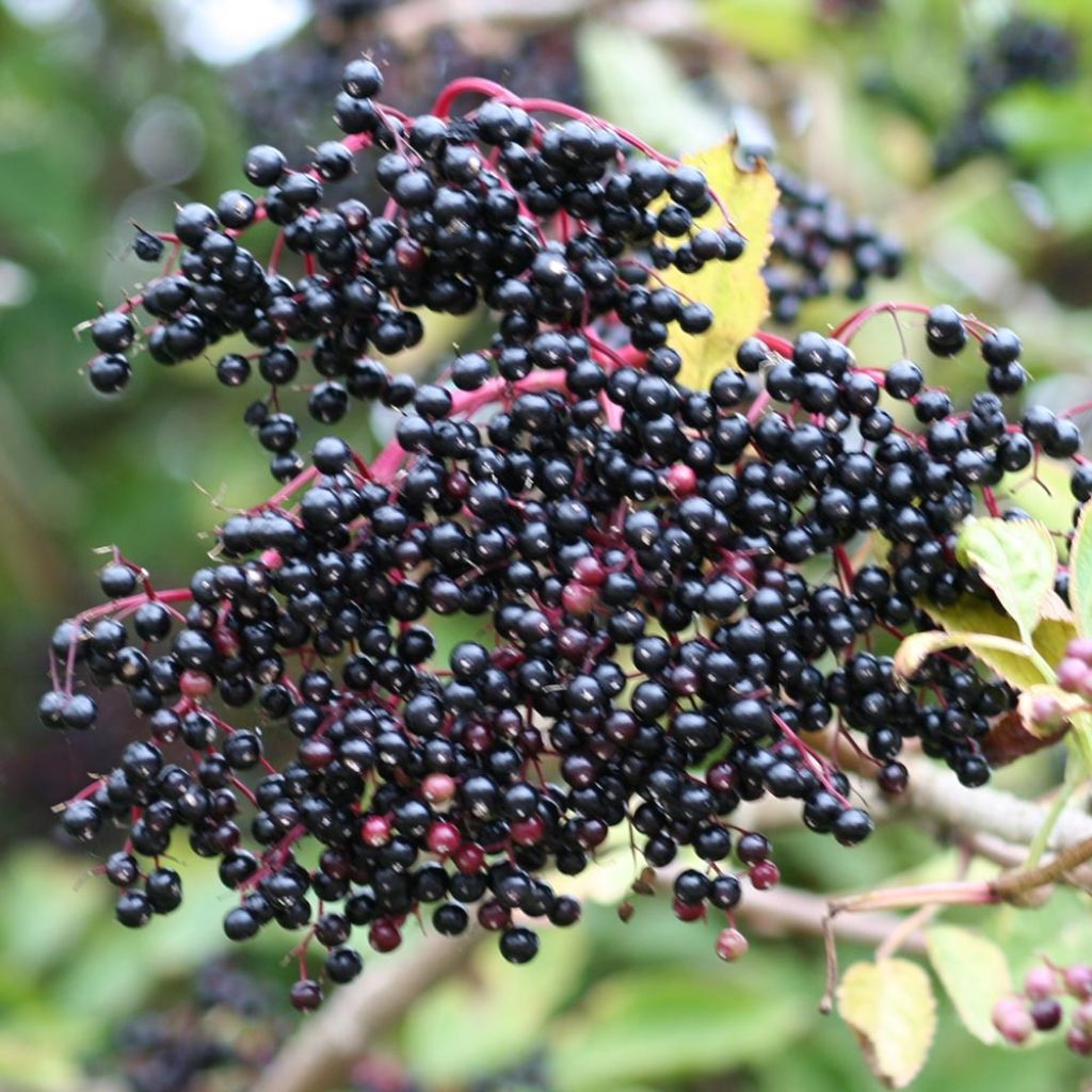 Sambucus nigra - Black Elder