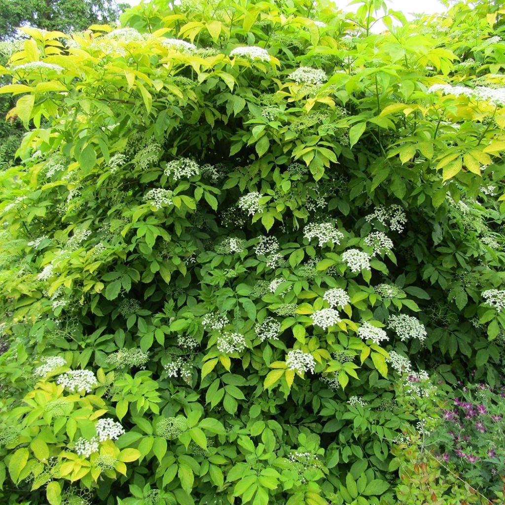 Sambucus nigra Aurea - Black Elder