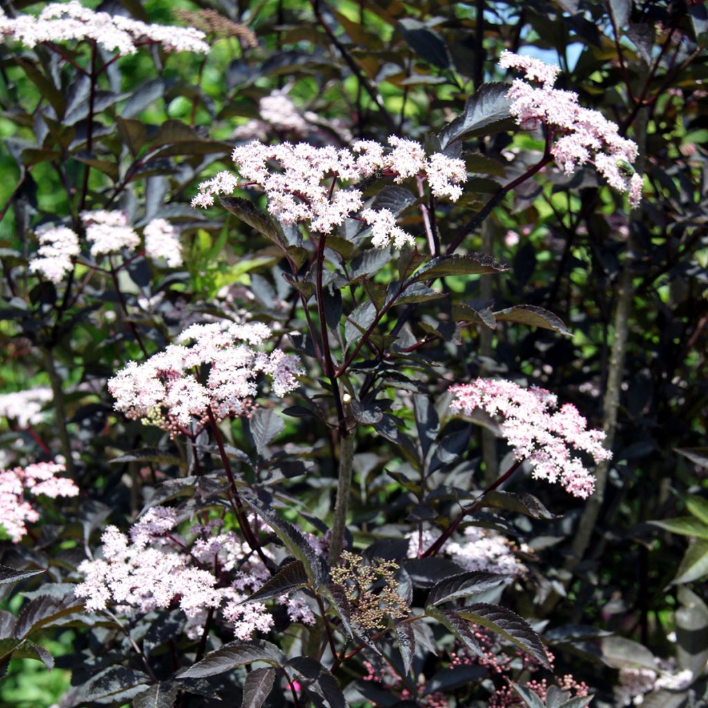 Black Elderberry - Sambucus nigra Black Beauty