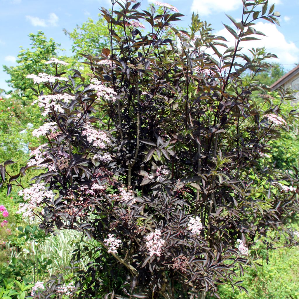 Black Elderberry - Sambucus nigra Black Beauty