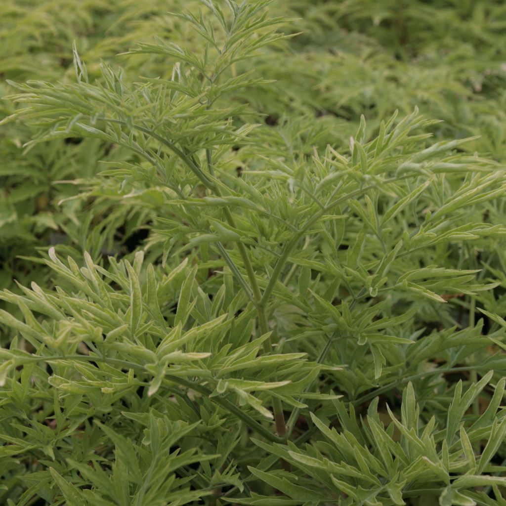 Sambucus nigra Golden Tower - Black Elder