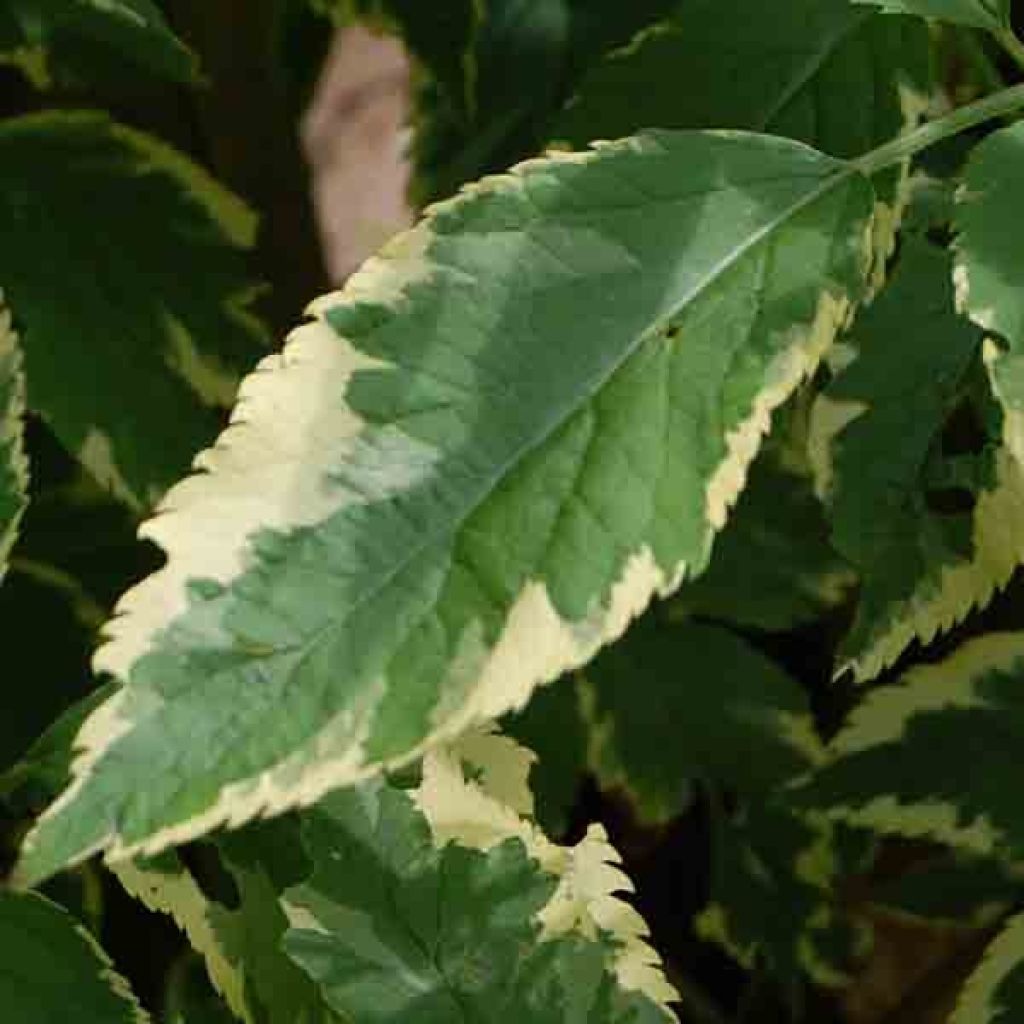Sambucus nigra Madonna - Black Elder