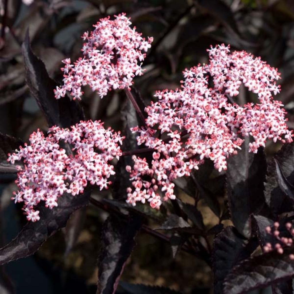 Black Elderberry - Sambucus nigra Black Beauty