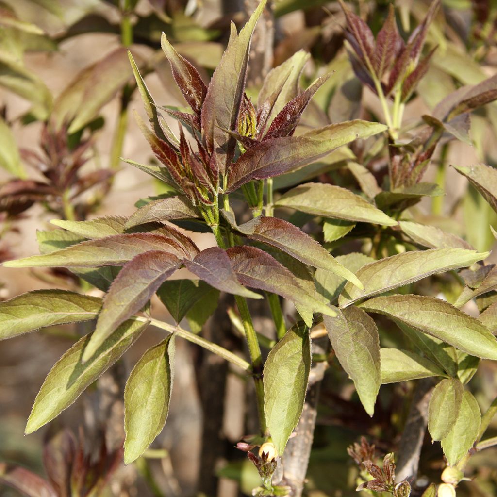 Sambucus tigranii
