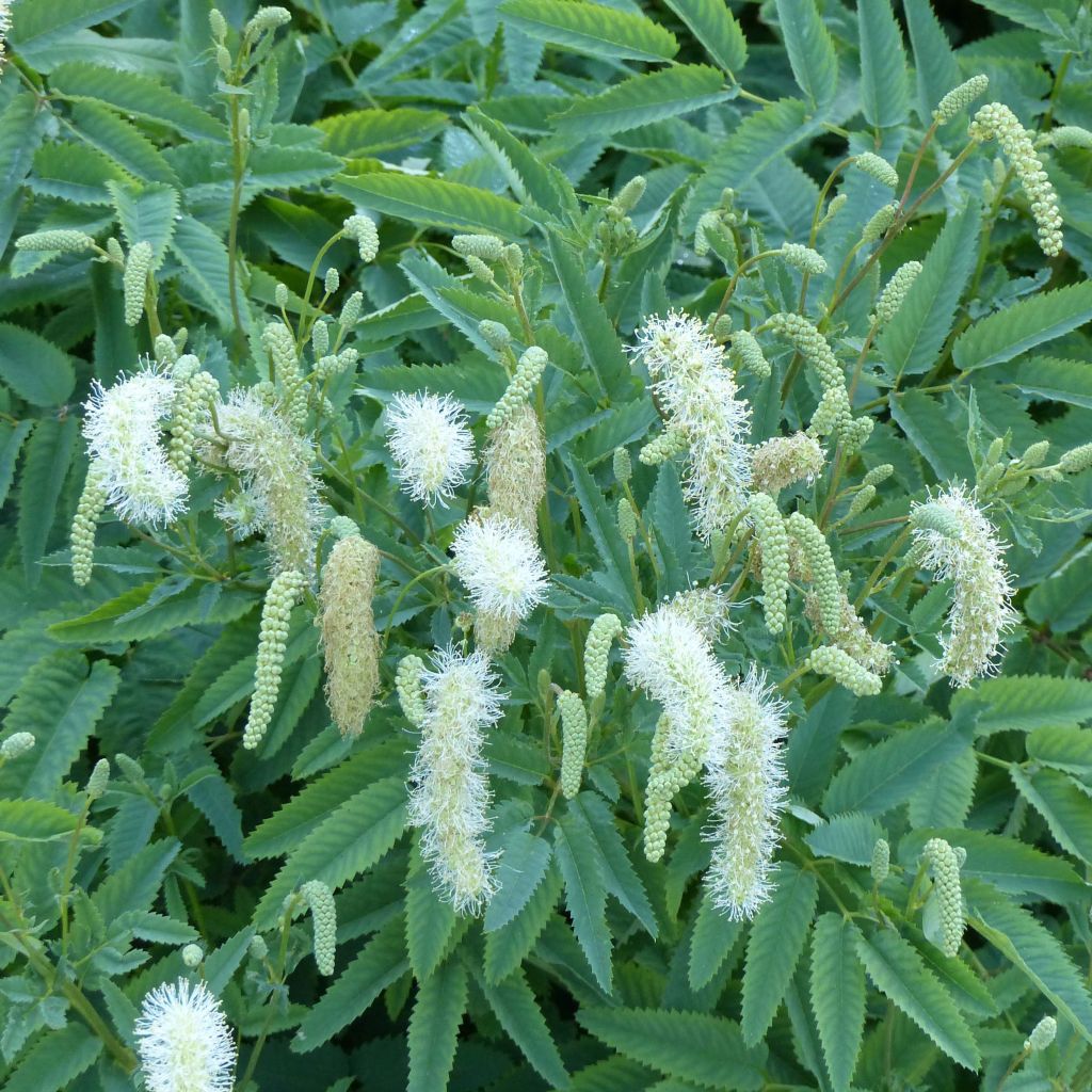 Sanguisorba canadensis 