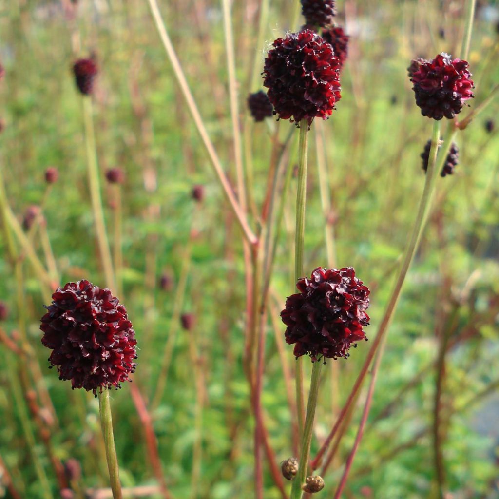 Sanguisorba officinalis Chocolate Tip