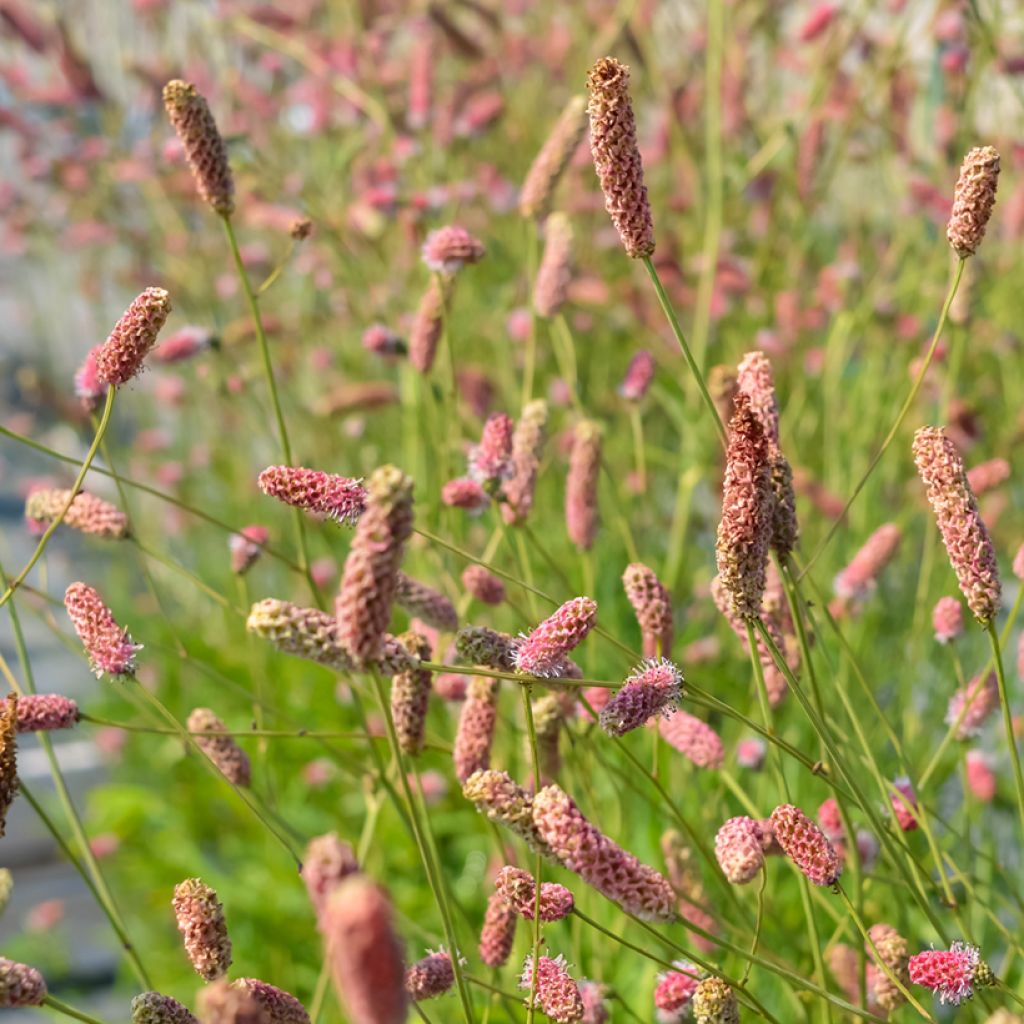 Sanguisorba officinalis Pink Tanna