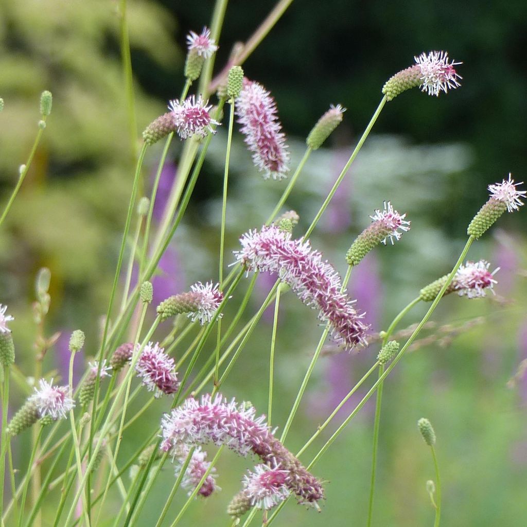Sanguisorba tenuifolia var. purpurea