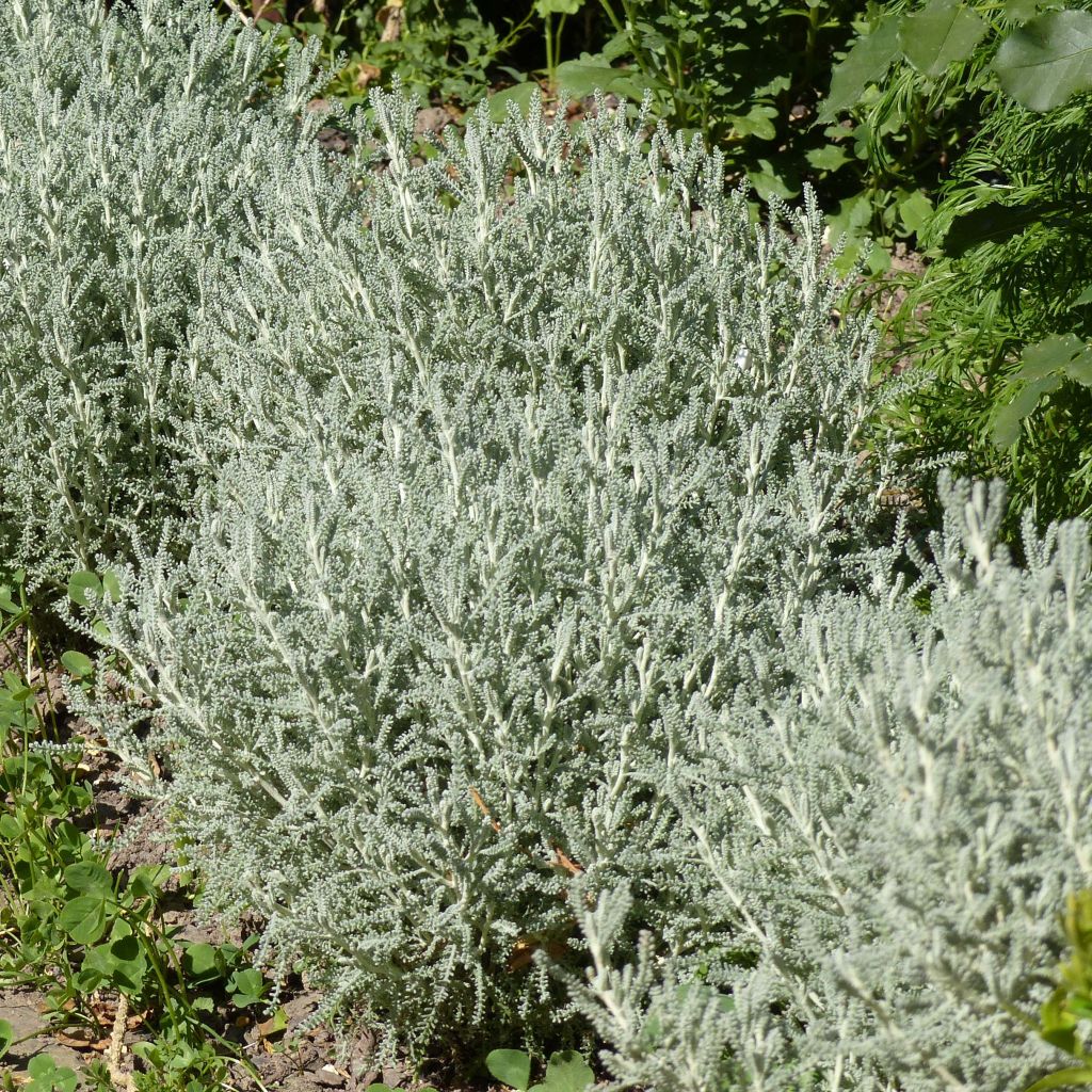 Santolina chamaecyparissus