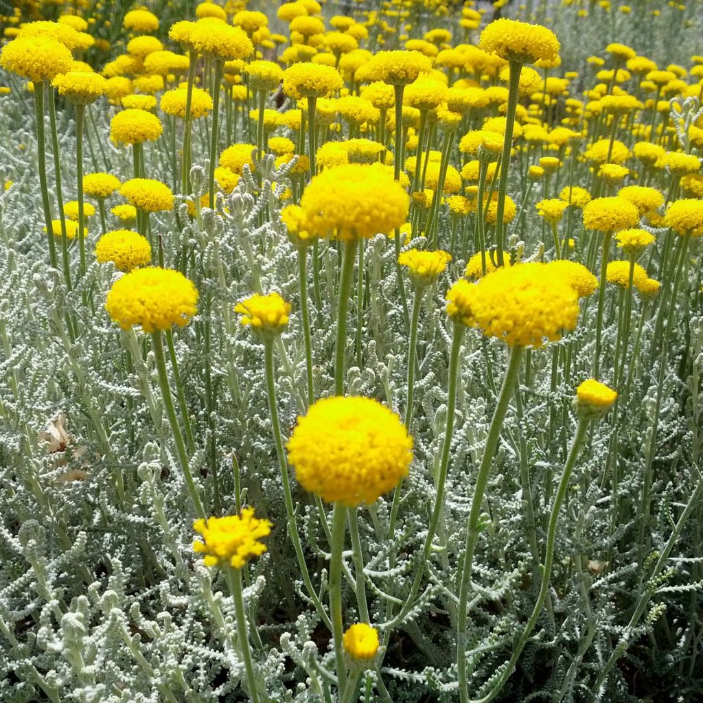 Santolina chamaecyparissus