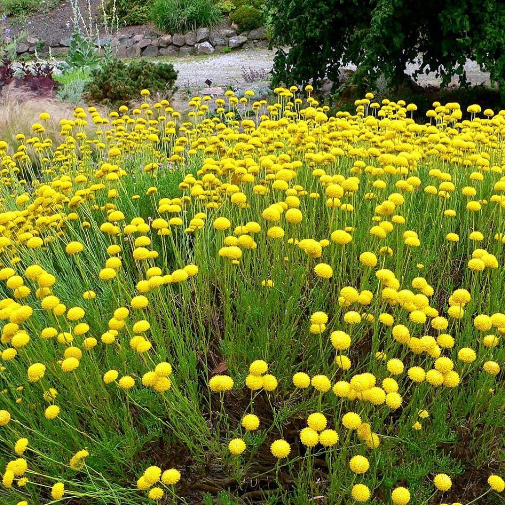 Santolina virens rosmarinifolia