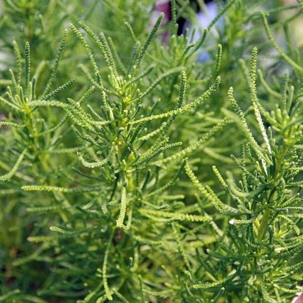 Santolina virens rosmarinifolia