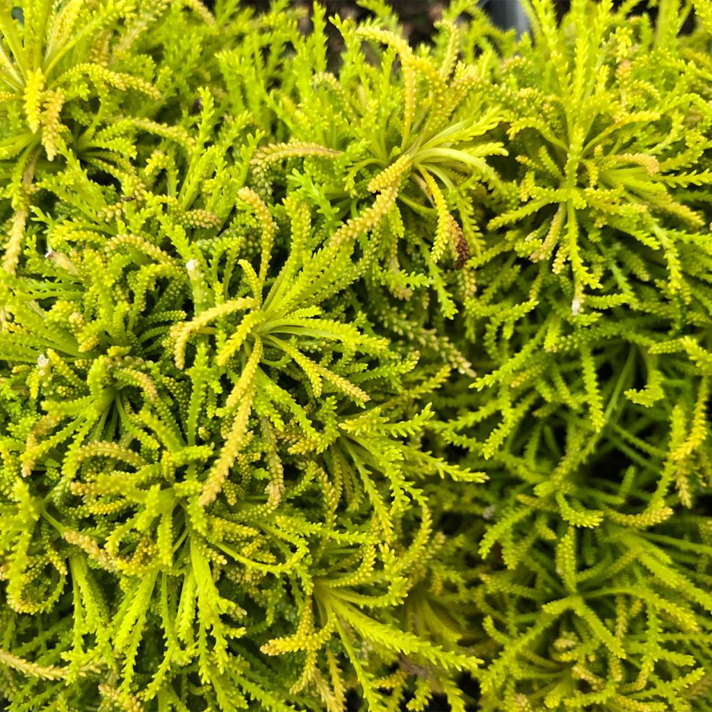 Santolina virens rosmarinifolia