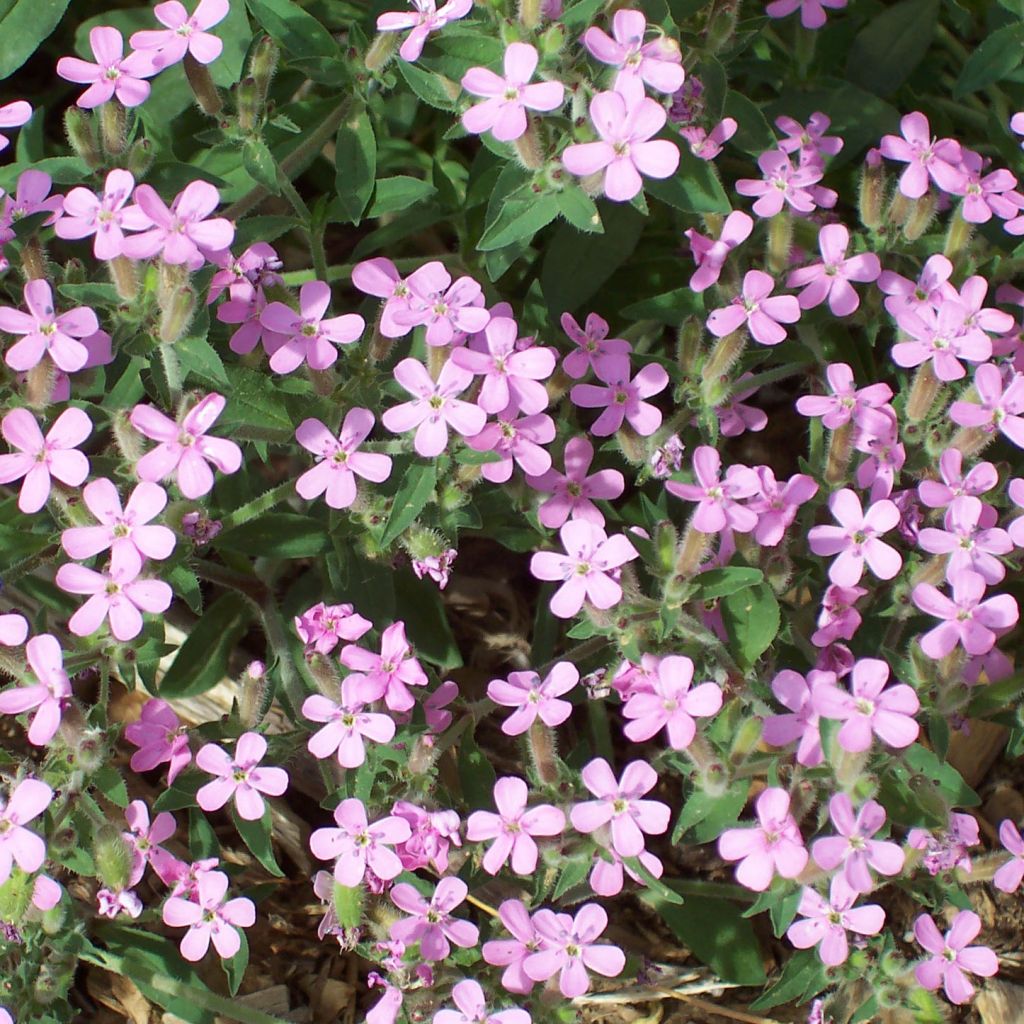 Saponaria ocymoides