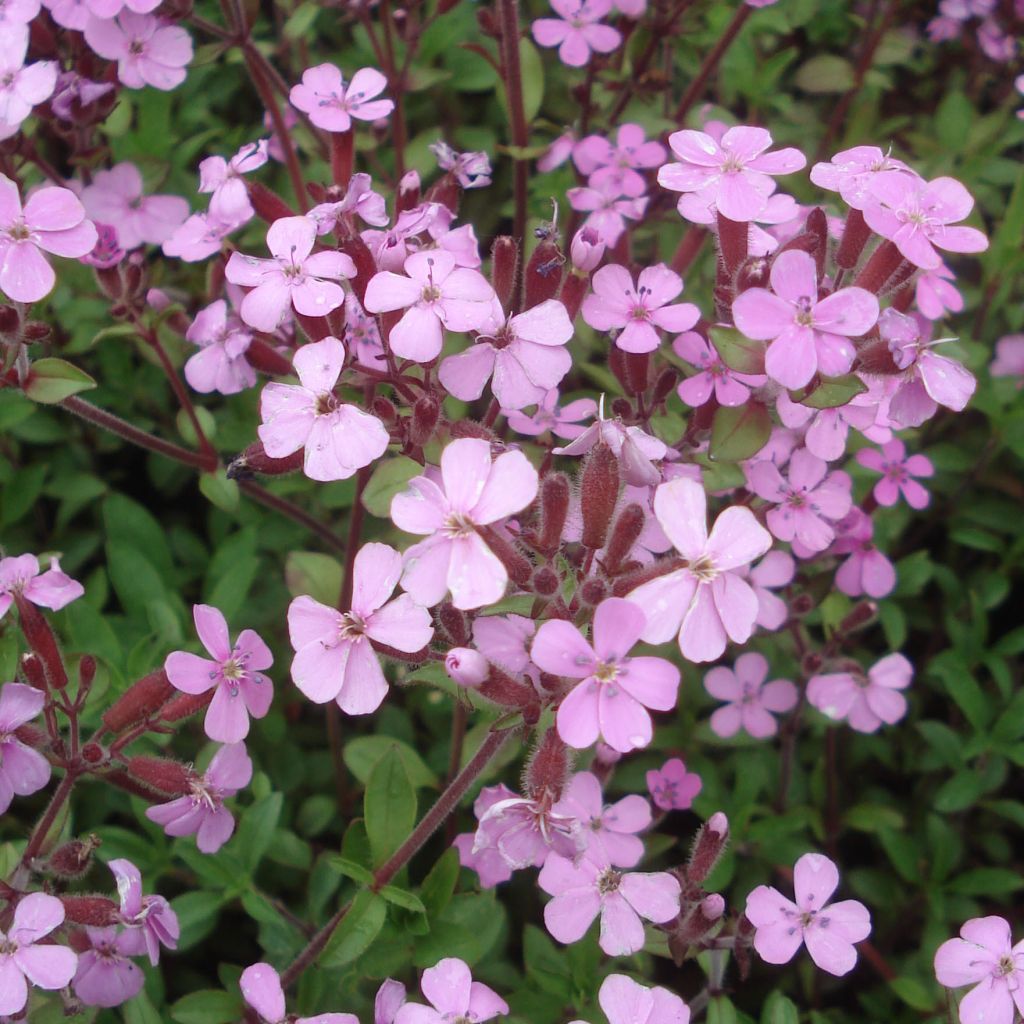 Saponaria ocymoides