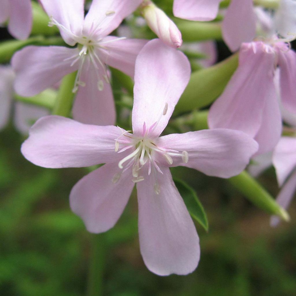 Saponaria officinalis