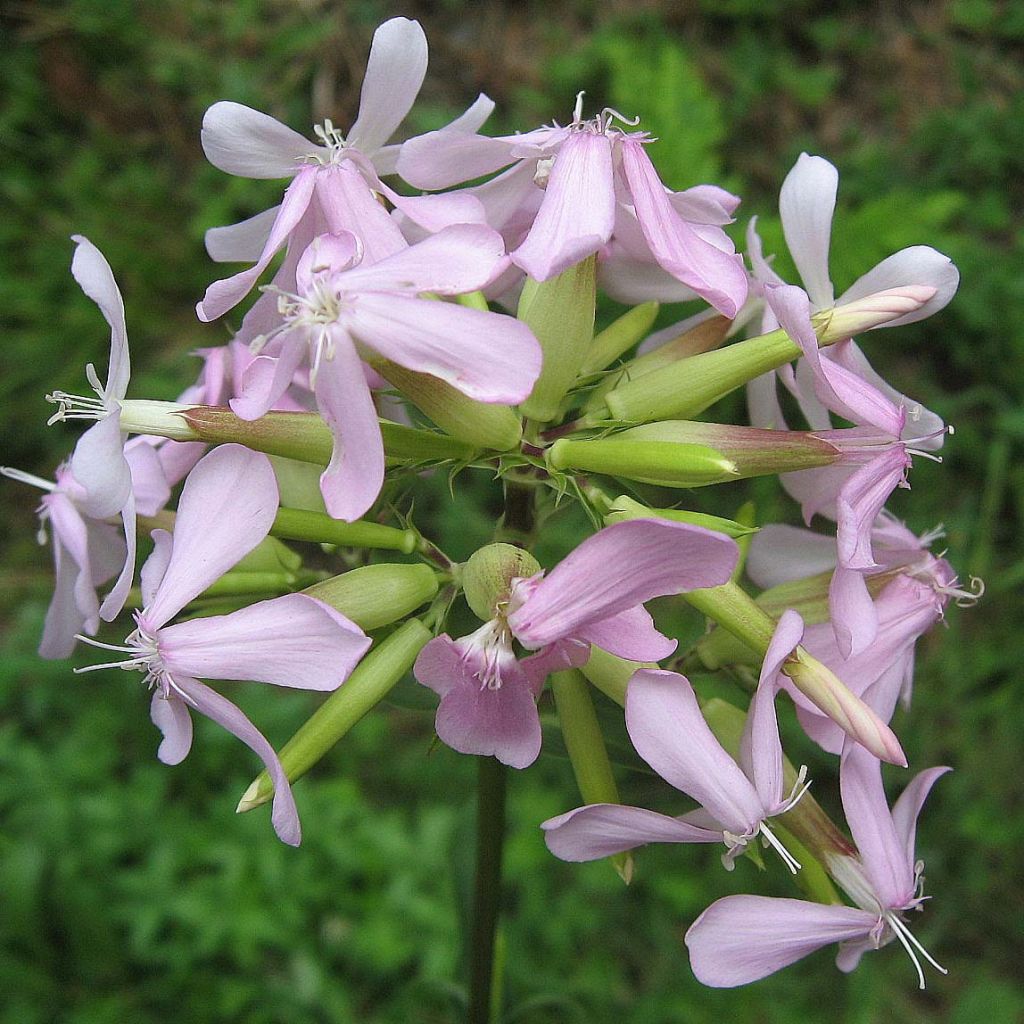 Saponaria officinalis