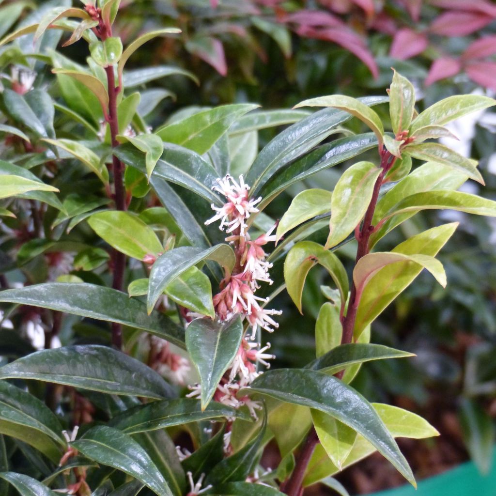 Sarcococca hookeriana Winter Gem