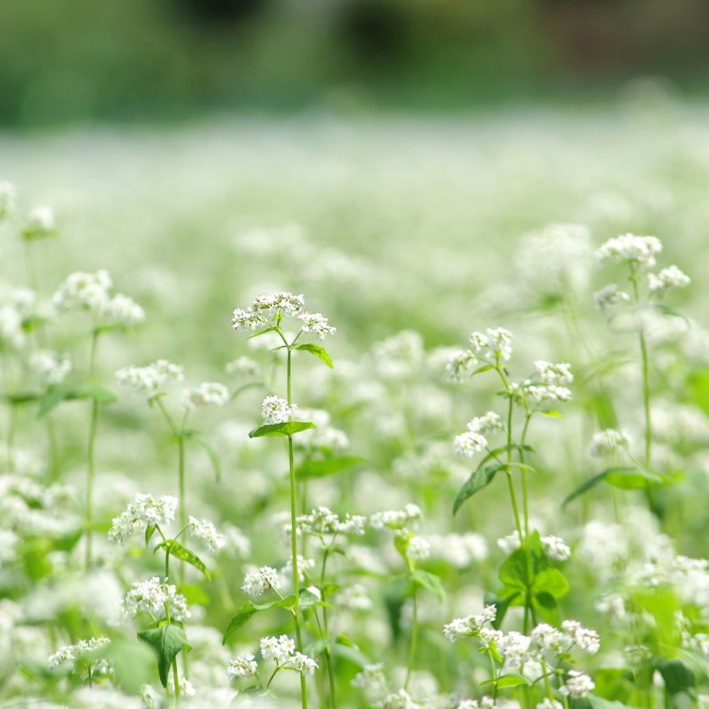 Common Buckwheat organic seeds - Fagopyrum esculentum
