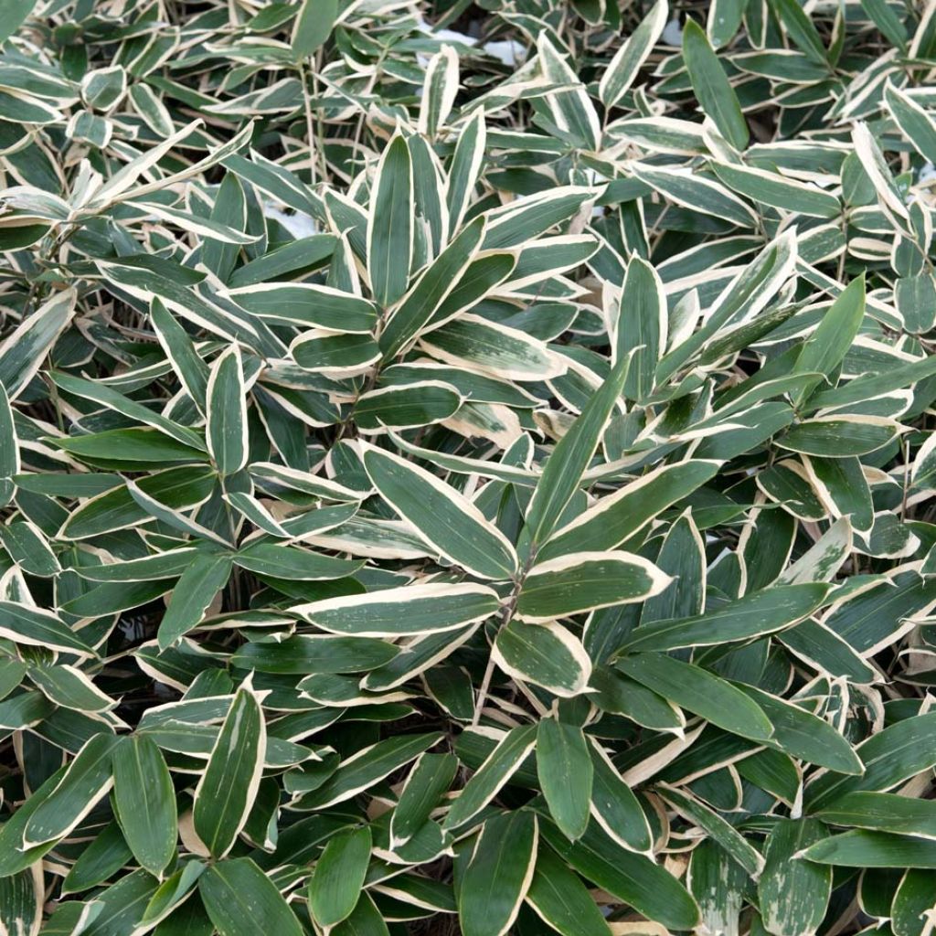 Sasa veitchii