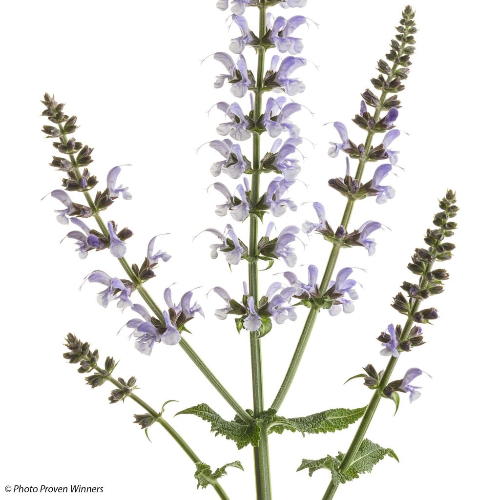 Salvia nemorosa Colourspires Crystal Blue - Woodland Sage