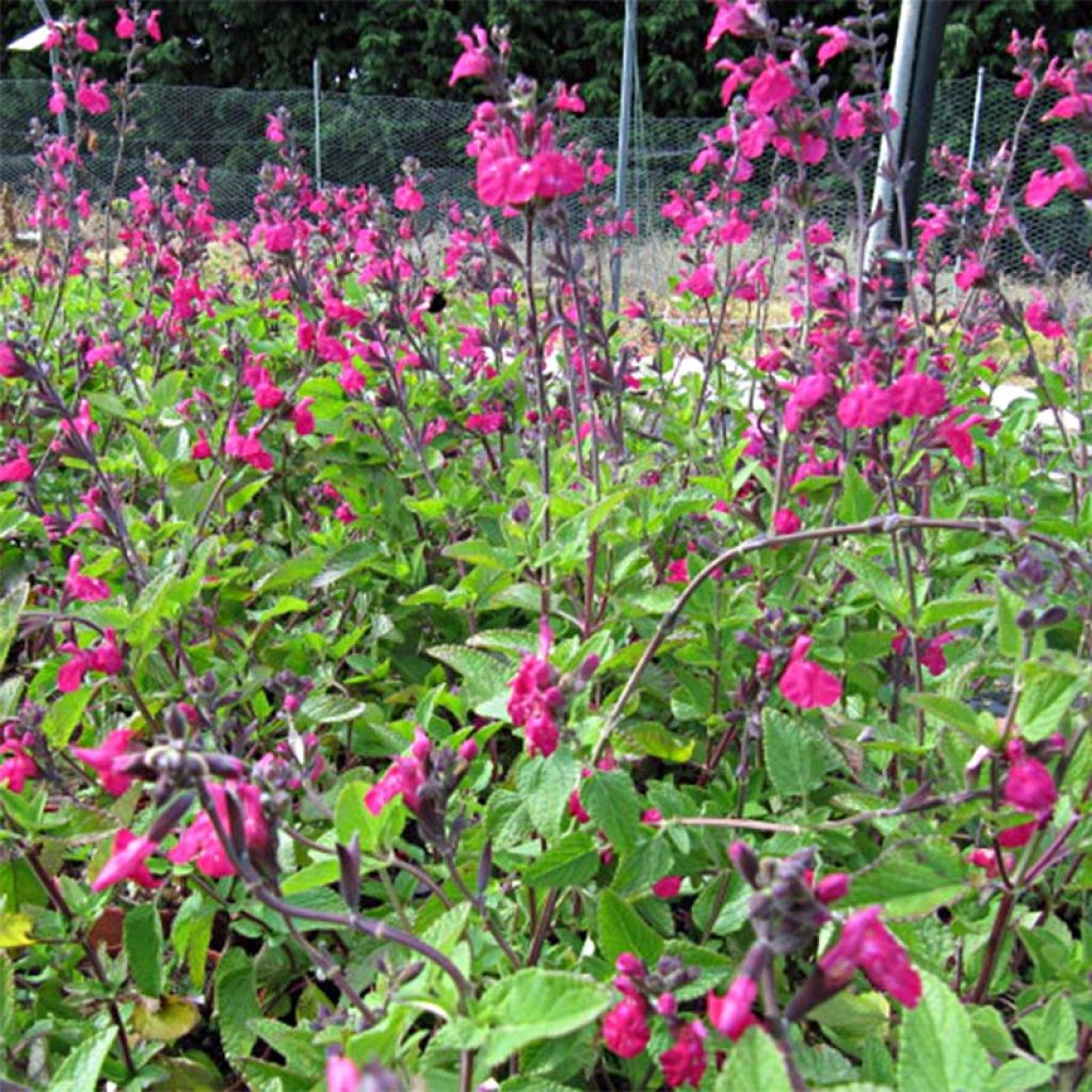 Salvia microphylla Cerro Potosi