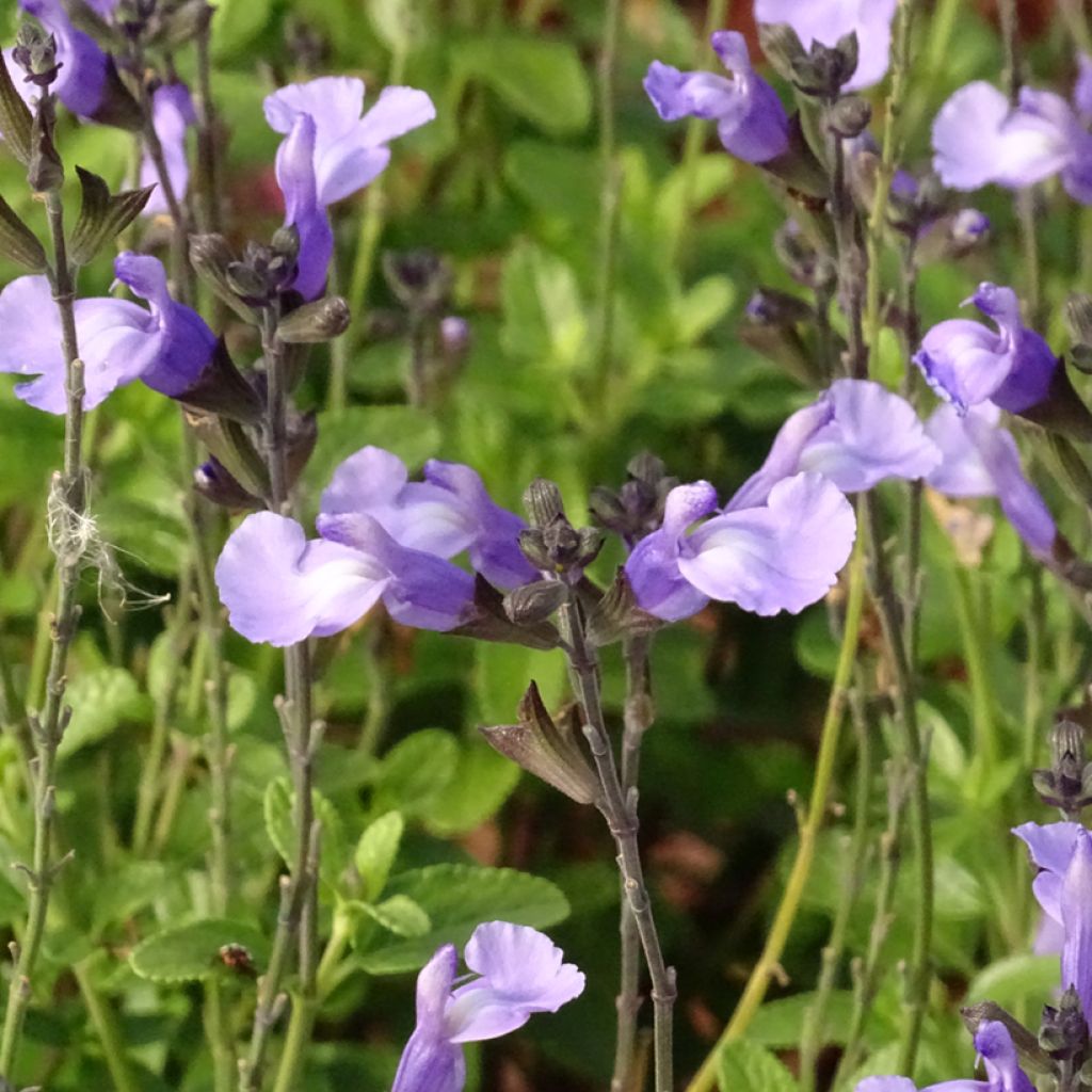 Salvia So Cool Pale Blue