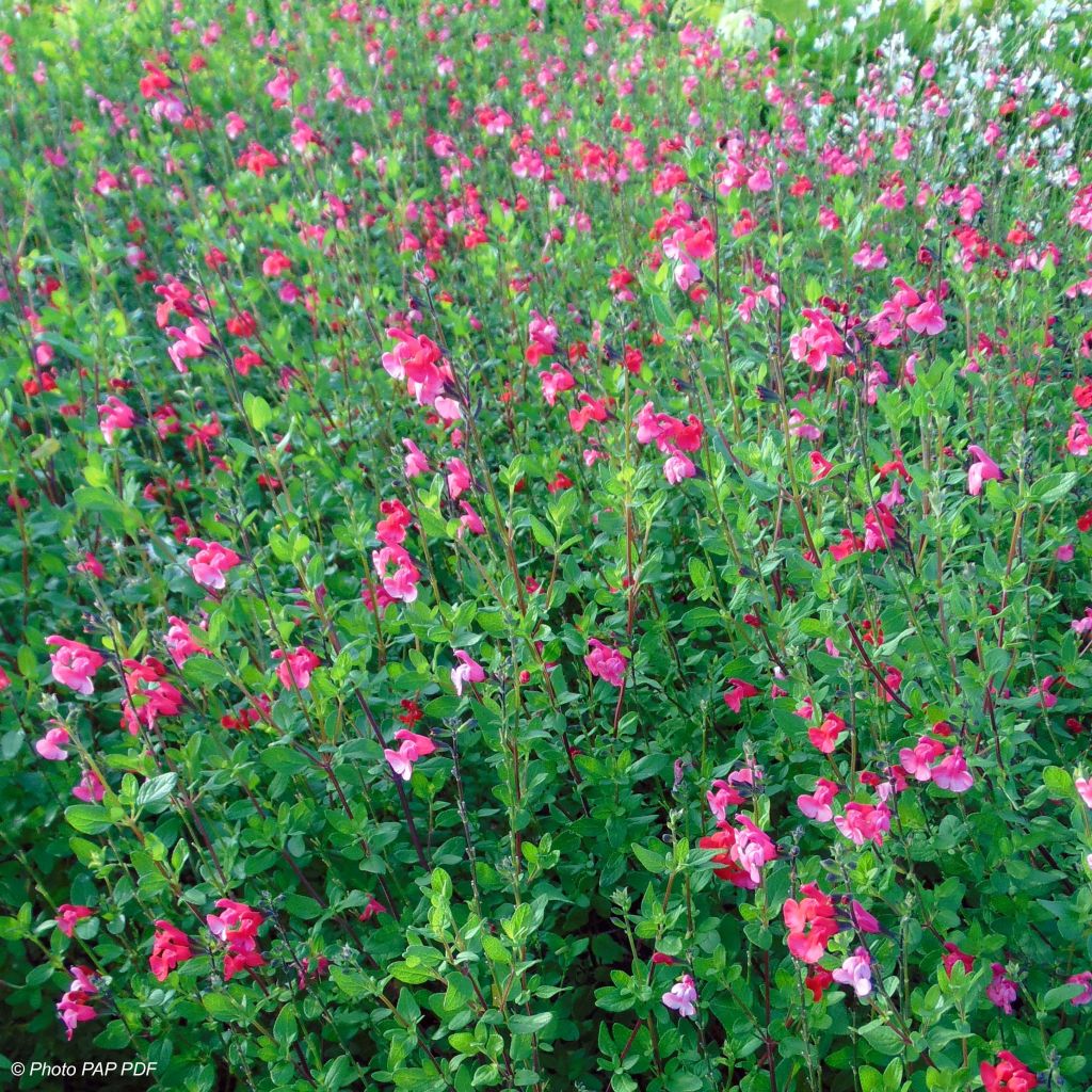 Salvia grahamii