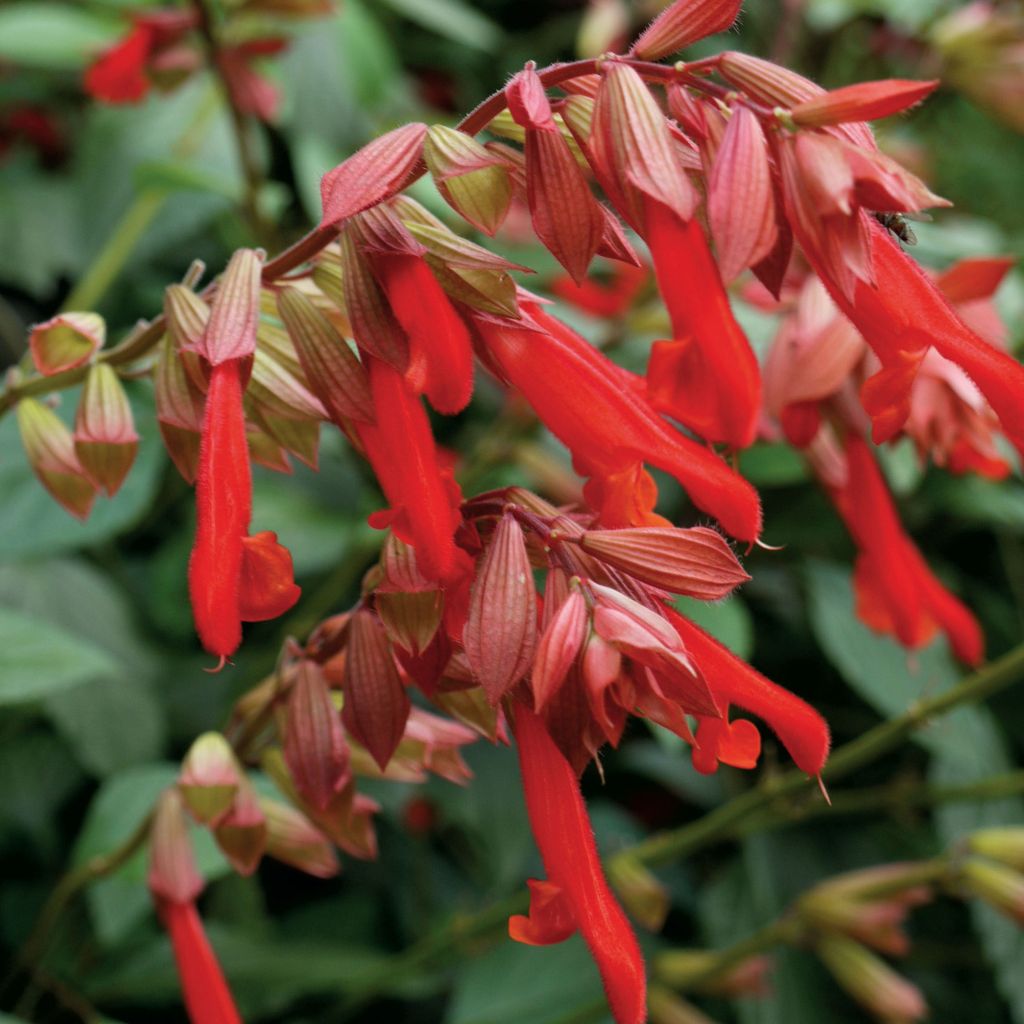 Salvia hybrida Embers Wish