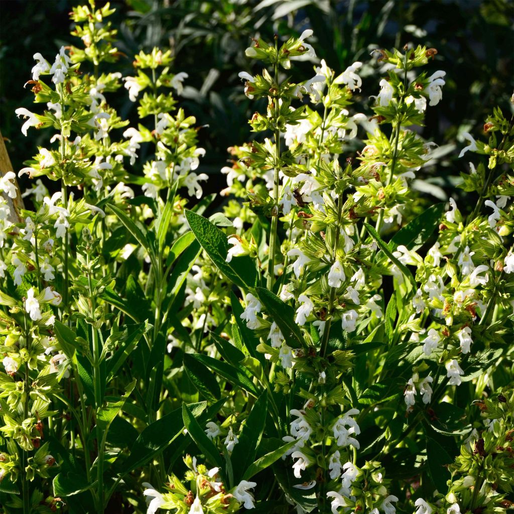Salvia officinalis Albiflora