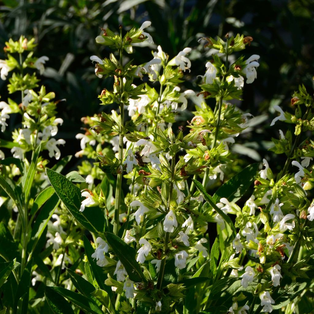 Salvia officinalis Albiflora