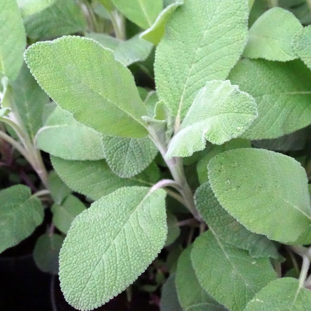 Salvia officinalis Berggarten