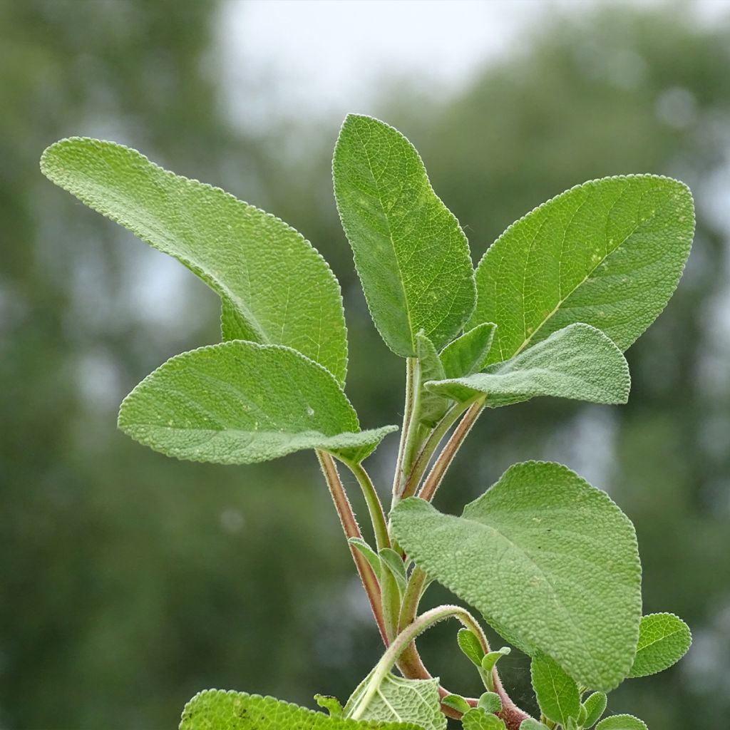 Salvia officinalis Berggarten