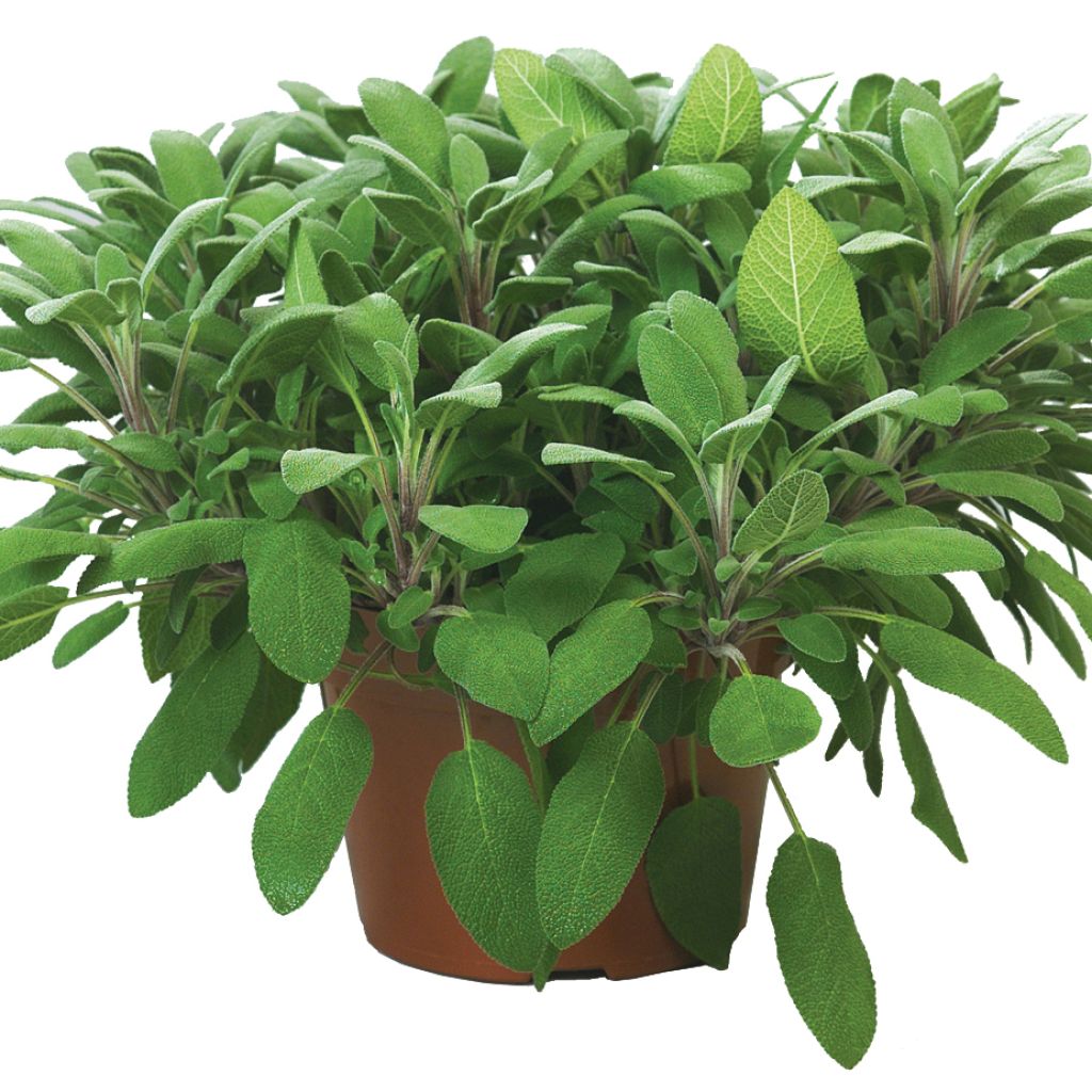 Salvia officinalis Growers Friend
