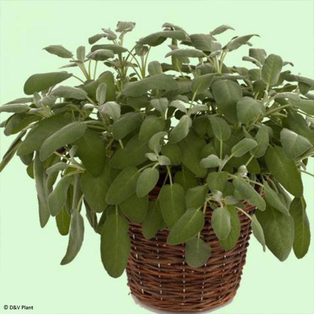 Salvia officinalis Maxima