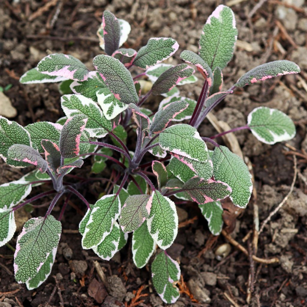 Salvia officinalis Tricolor