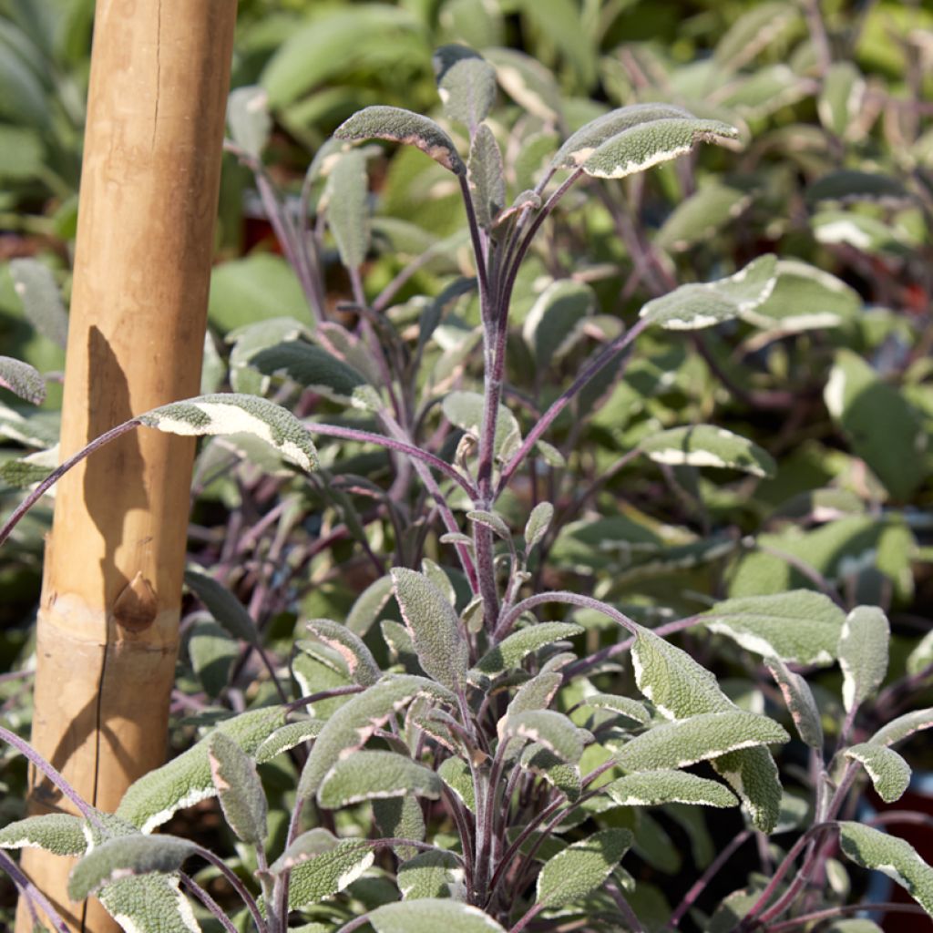 Salvia officinalis Tricolor