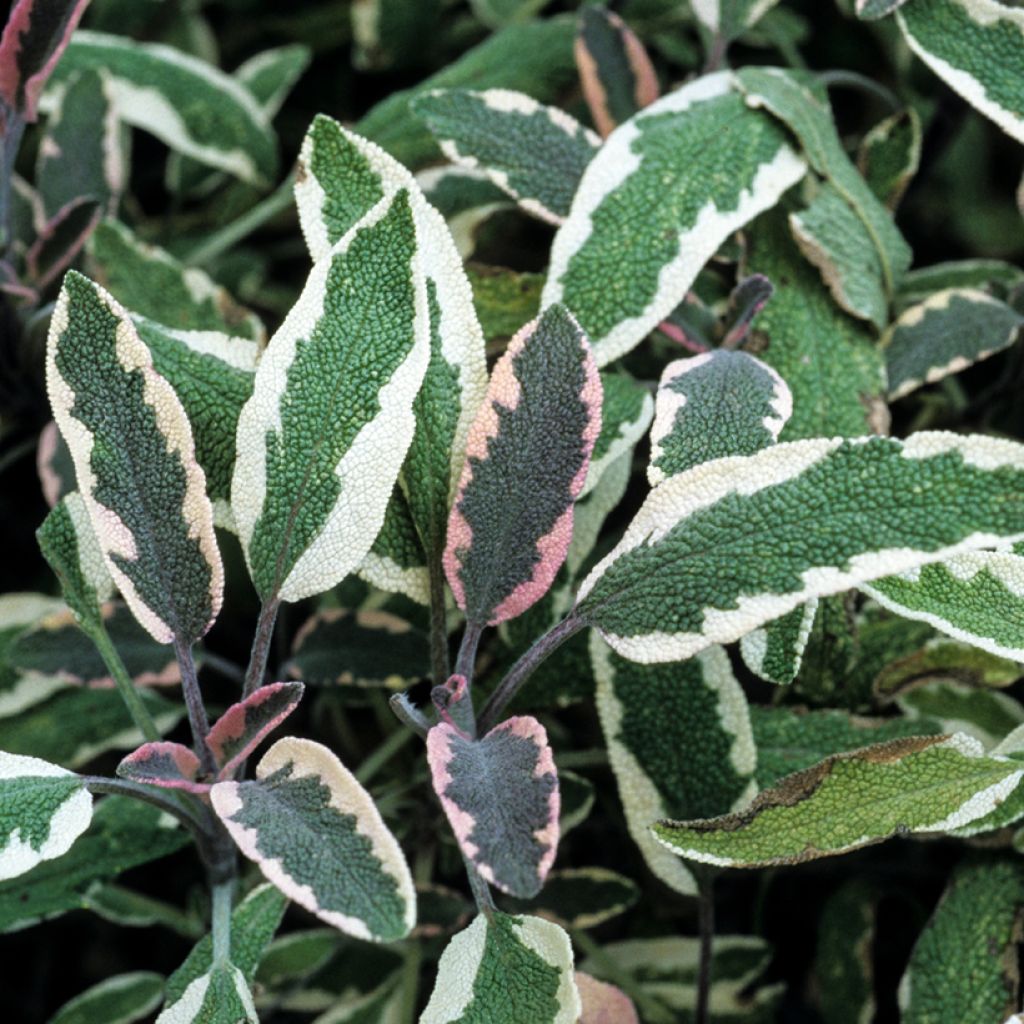Salvia officinalis Tricolor