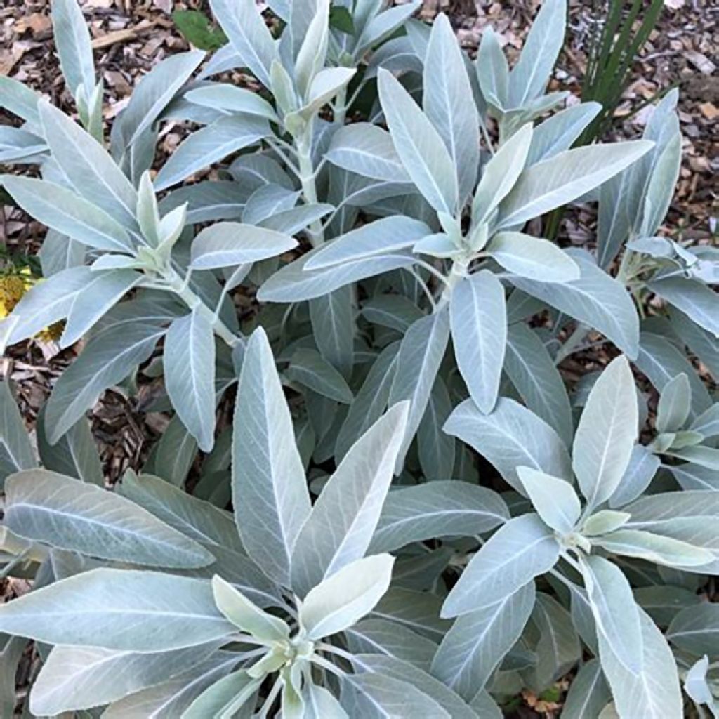 Salvia apiana