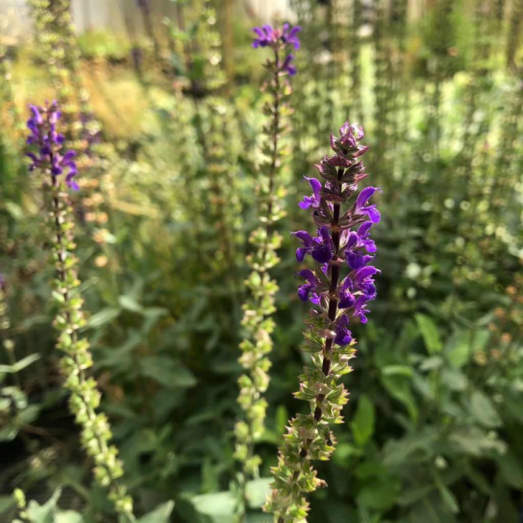 Salvia nemorosa Caradonna - Woodland Sage