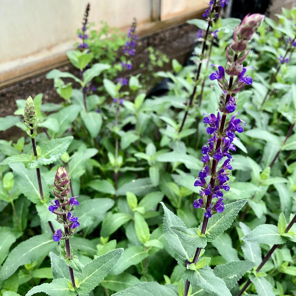 Salvia nemorosa Caradonna - Woodland Sage