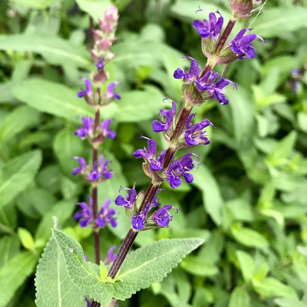 Salvia nemorosa Caradonna - Woodland Sage